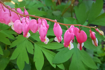 Bleeding Hearts over Blue Bells Hearts of Spring.