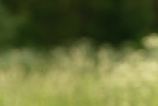 Blurred bokeh nature background. Abstract natural backdrop of park or garden. Soft defocused photo of plants with leaves and stems. Tree, bush or grass made with bokeh effect.