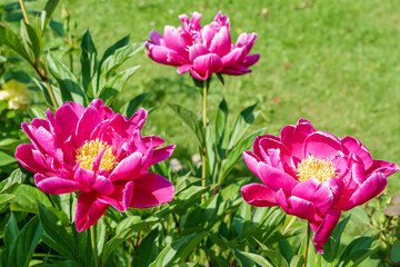 Three red peonies on the lawn background