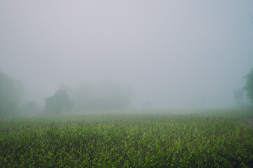Foggy countryside.