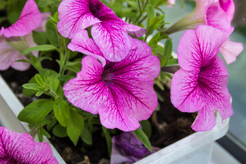 photo of a bright purple Petunia