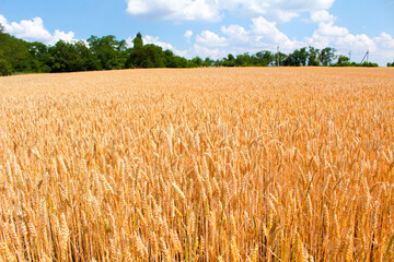 golden wheat field