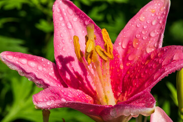 pink lily with water drops