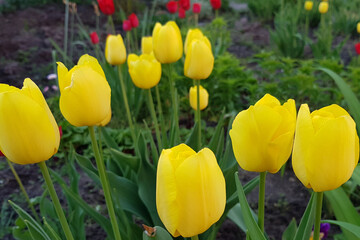 Spring background with beautiful yellow tulips in the garden.