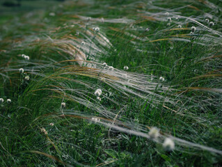 grass in the morning