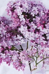 Beautiful bouquet of lilac on white paper 