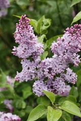 Beautiful purple lilac in the summer garden