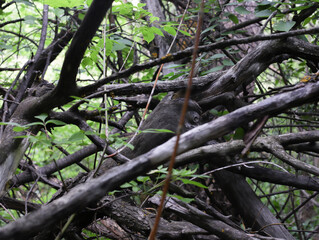 old tree trunk