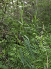 green grass in the forest