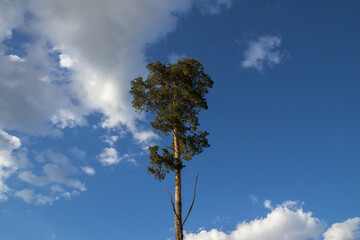 photo of a tall pine tree