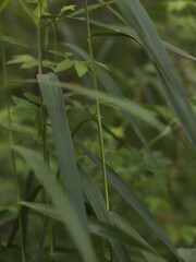 green grass in the morning