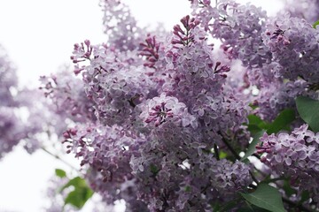 Beautiful purple lilac in the summer garden