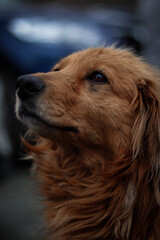 Fototapeta premium golden retriever dog