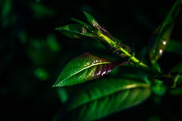 green
