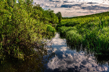 Fototapeta premium the river in the forest