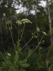 wild flowers in the forest