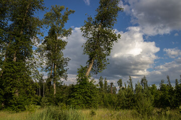 photo of the Russian field