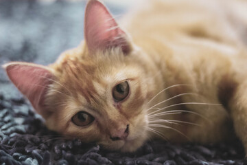 portrait of a kitten