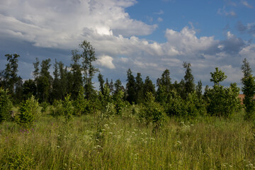 photo of the Russian field