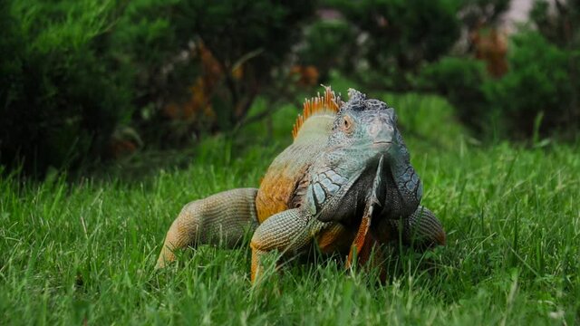 Green Iguana pooping in the grass