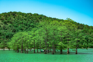 Group of large cypress trees stands in turquoise water in sunny weather.