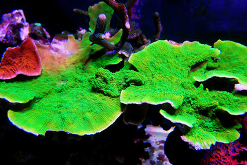 Green Montipora capricornis plate sps coral 