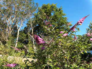 Buddleja davidii - Buddléia de David ou Arbre aux papillons, arbuste à inflorescence en épis de petites fleurs tubulaires sur des rameaux souples et arqués au feuillage gris-vert  © Marc