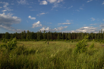 Obraz premium photo of the Russian field