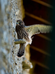Kestrel standing on a wall with open wings