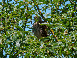 Kestrel standing on a wall