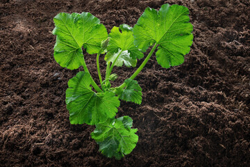 Zucchini-Pflanze im Gemüsebeet