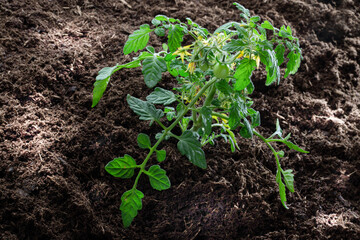 Tomatenpflanze im Gemüsebeet