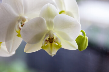 photo of a white Orchid
