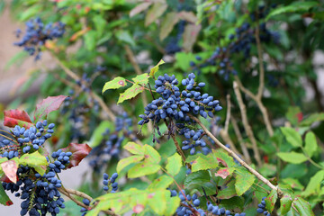 Blue berries on branches in the forest