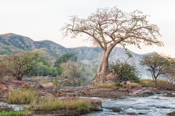 Baobab tree after sunset at the top of Epupa waterfalls
