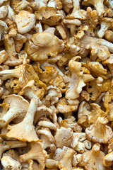 Basket full of golden colored chanterelles mushrooms