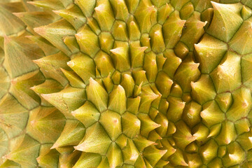 Closeup macro shot of organic durian fruit