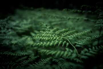 Rich dark green ferns with dark background. Detailed texture of fern leaves.
