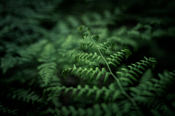 Rich dark green ferns with dark background. Detailed texture of fern leaves.
