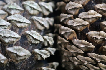 pine cones background