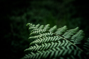 Rich dark green ferns with dark background. Detailed texture of fern leaves.
