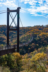 大阪府交野市の府民の森・ほしだ園地「星のブランコ」の紅葉