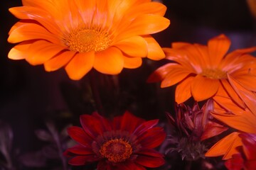 flores brillantes al atardecer
