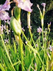 Vertical closeup shot of beautiful pink iris Versicolor flowers in a green field