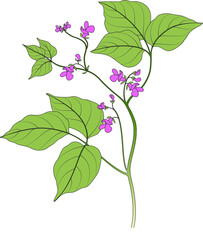 Common bean (Phaseolus vulgaris)