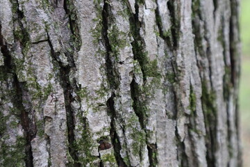 Bark