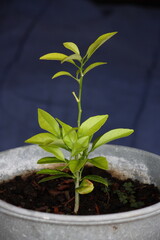 Junge Zitruspflanze im verzinktem Pflanztopf