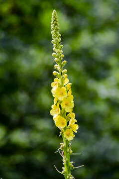 Close up of Reseda luteola, known as dyer rocket, dyer weed