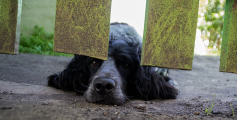 photo of a Russian hunting Spaniel