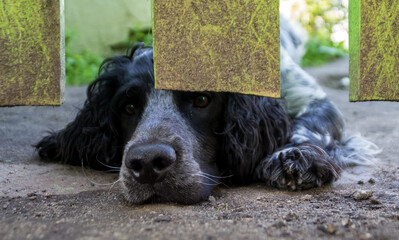 photo of a Russian hunting Spaniel